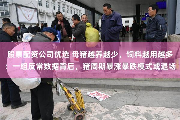 股票配资公司优选 母猪越养越少，饲料越用越多：一组反常数据背后，猪周期暴涨暴跌模式或退场